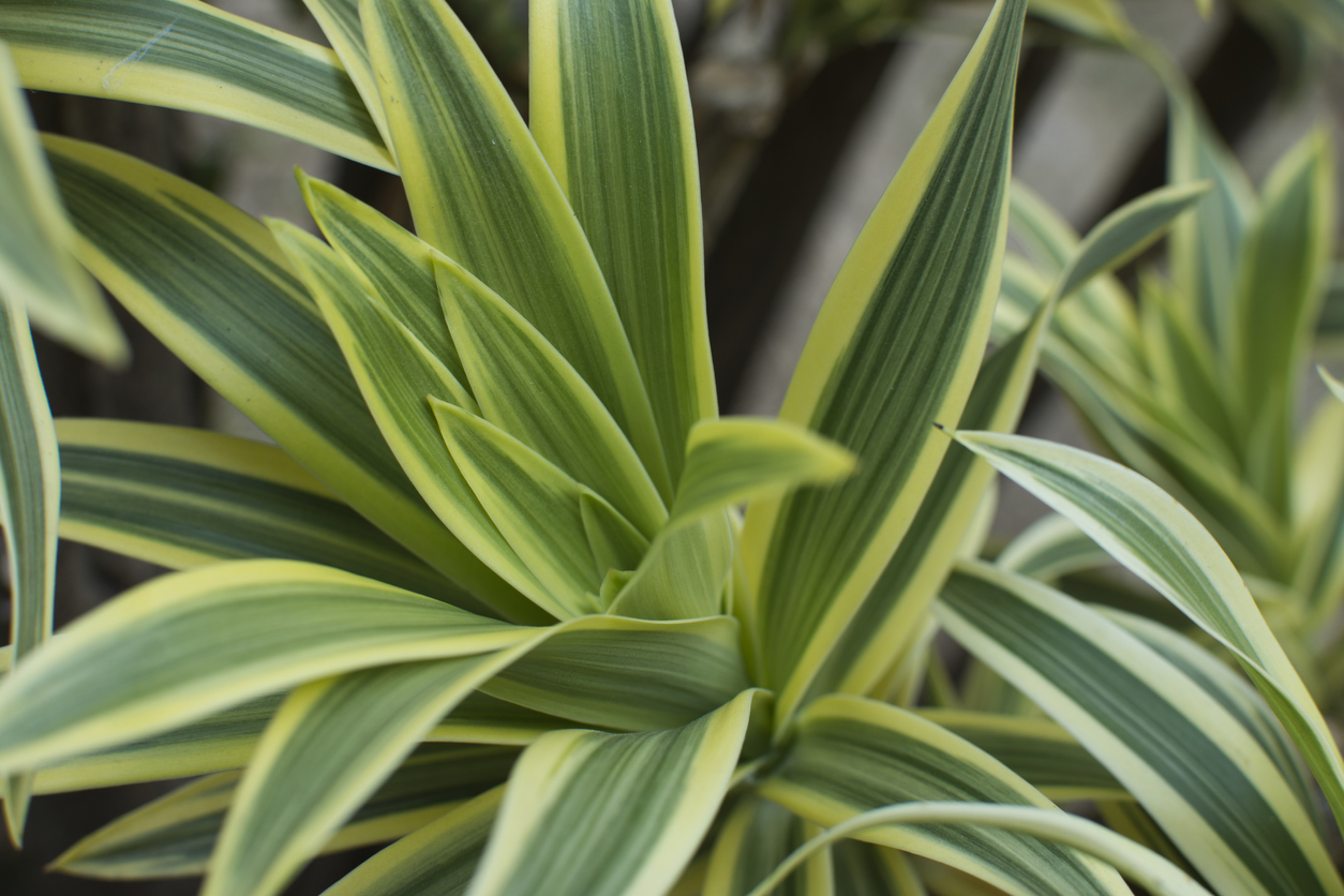 low light house plants corn plant close up leaves light green