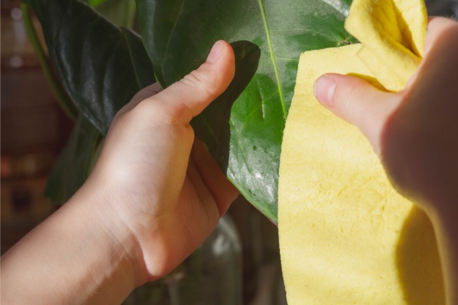 3 Good Reasons to Dust Your Houseplants—and How to Do It