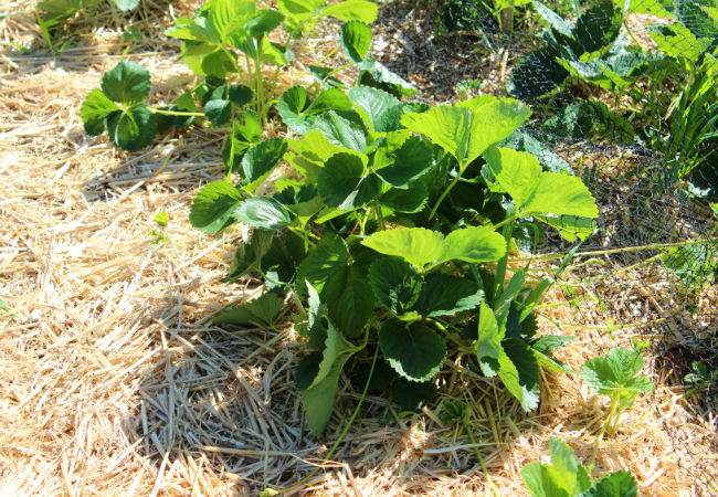 Types of Mulch - Straw