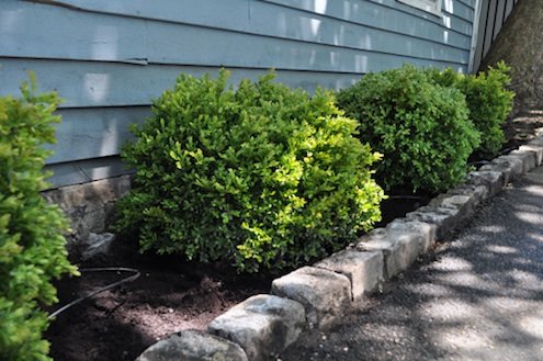 KatyElliott-boxwoods-May