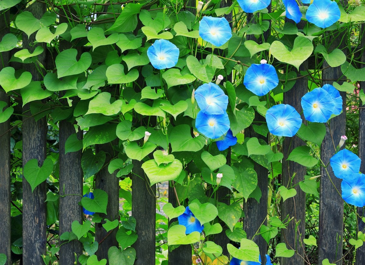 Flowering Climbers: 8 Cures for the Common Garden