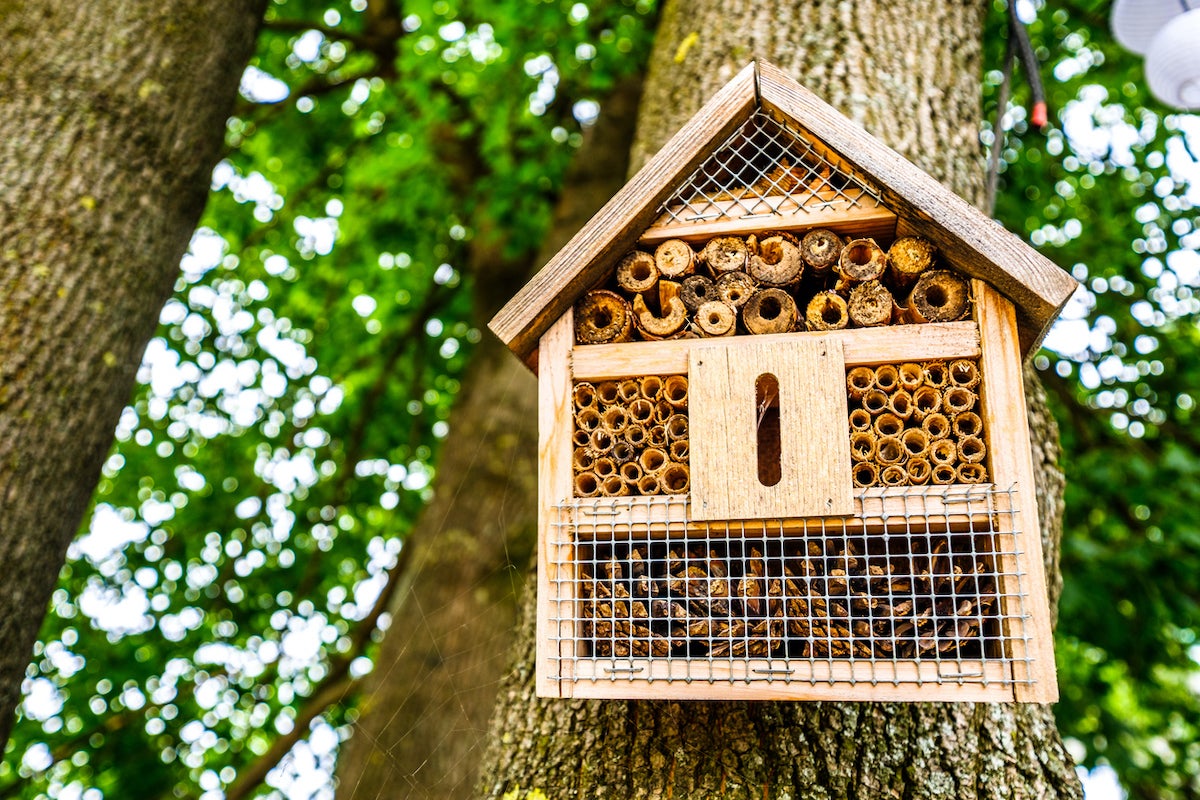 10 Ways to Make Your Garden More Bee-Friendly