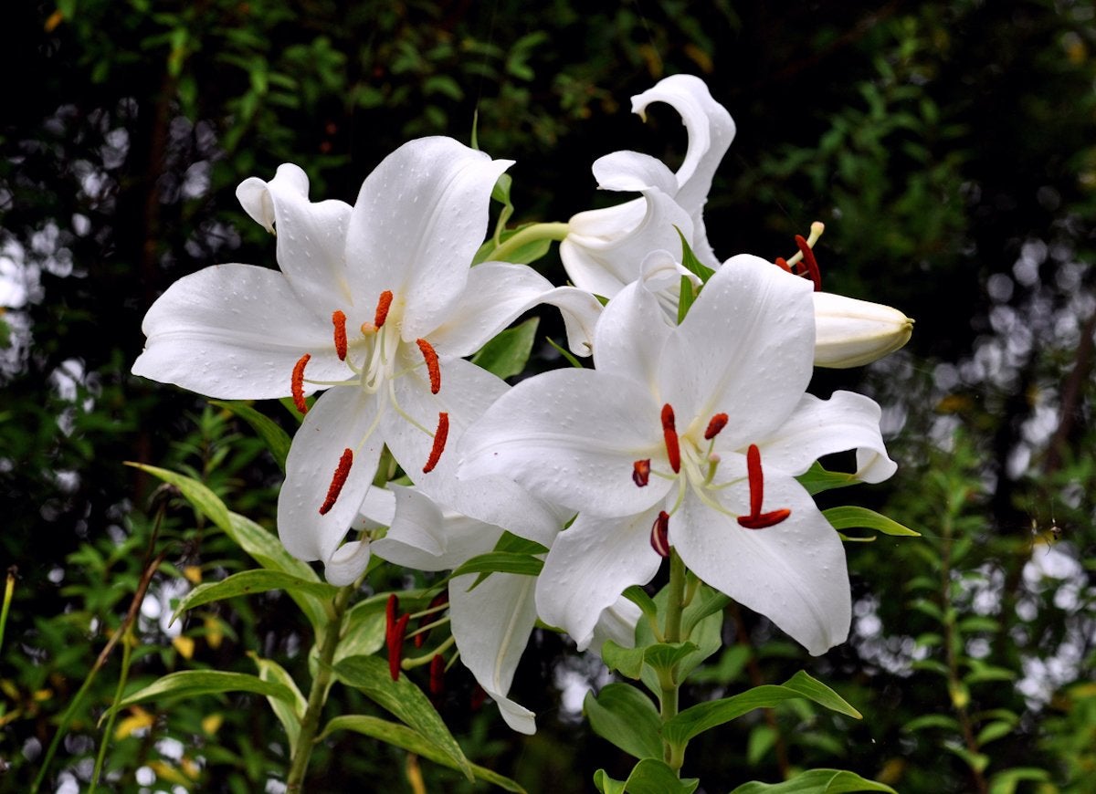 15 Fascinating Flowers That Bloom Only at Night