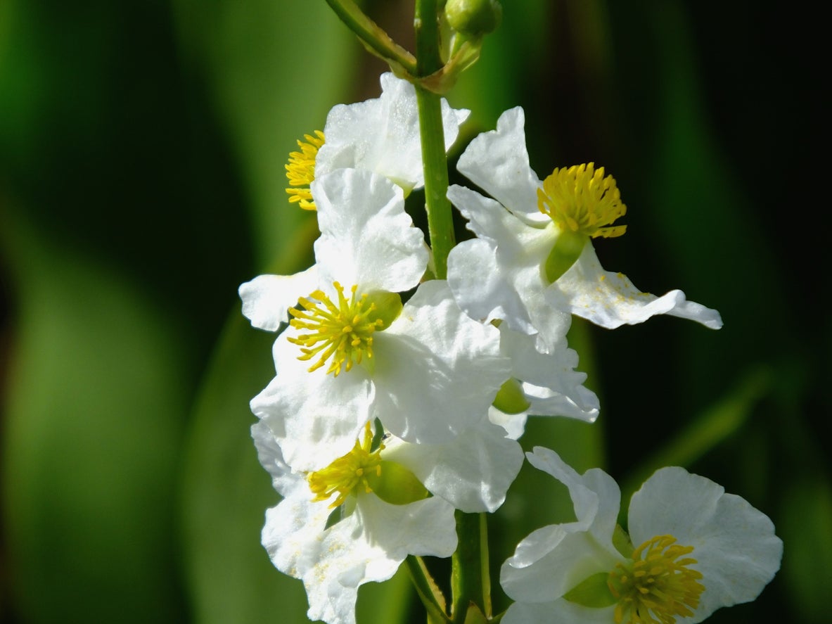 15 Plants That Attract Dragonflies