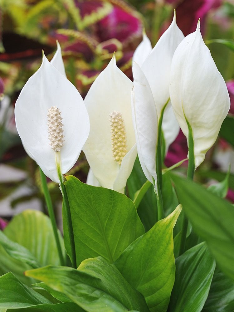 Count On These 25 Indoor Plants for Easy Color Year-Round