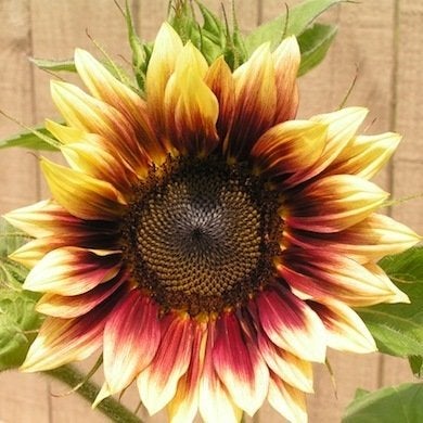 10 Not-to-Be-Missed Sunflower Blooms