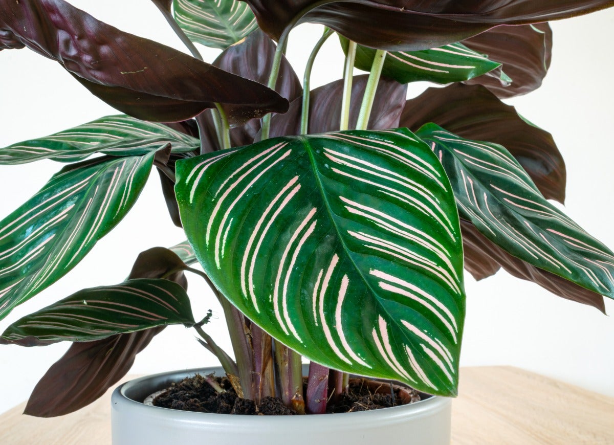 The 12 Hottest Houseplants for Your Home Office, According to the Masses