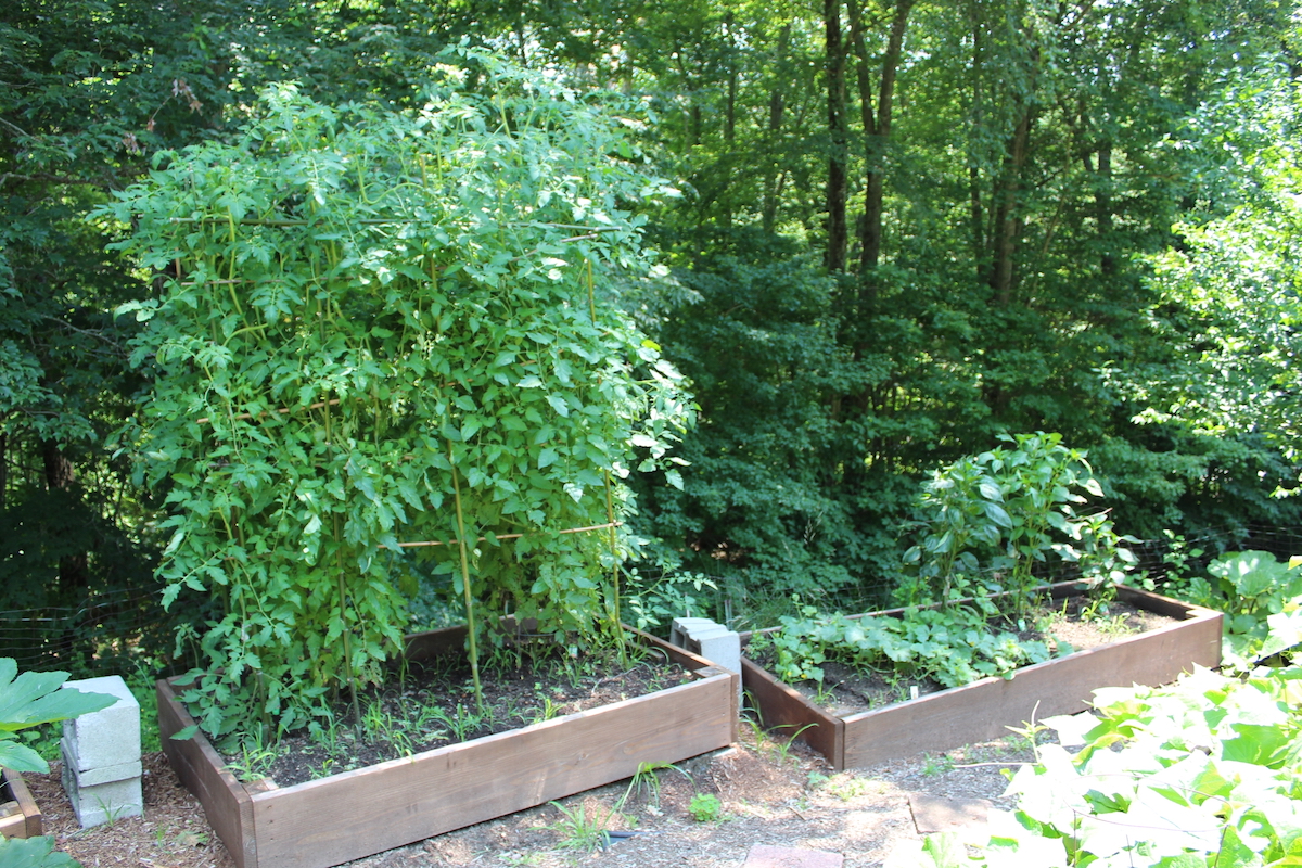 Deux plates-bandes surélevées en bois remplies de tomates et d'autres plantes, à l'ombre des arbres.