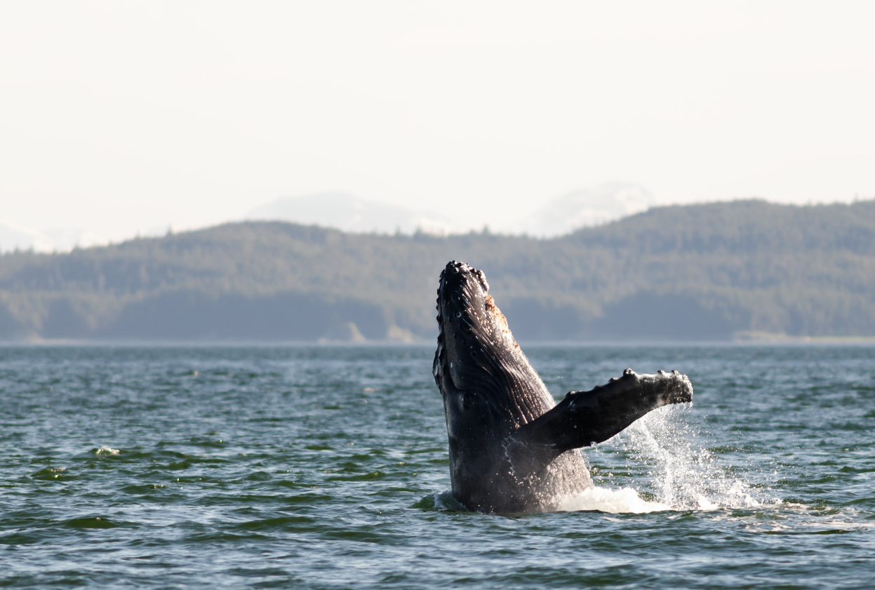 Humpback whale breaching off of an Alaskan coast