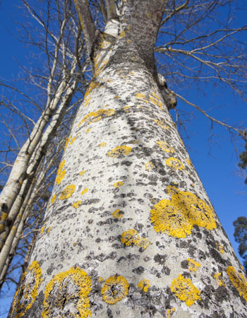 White Trees European Poplar