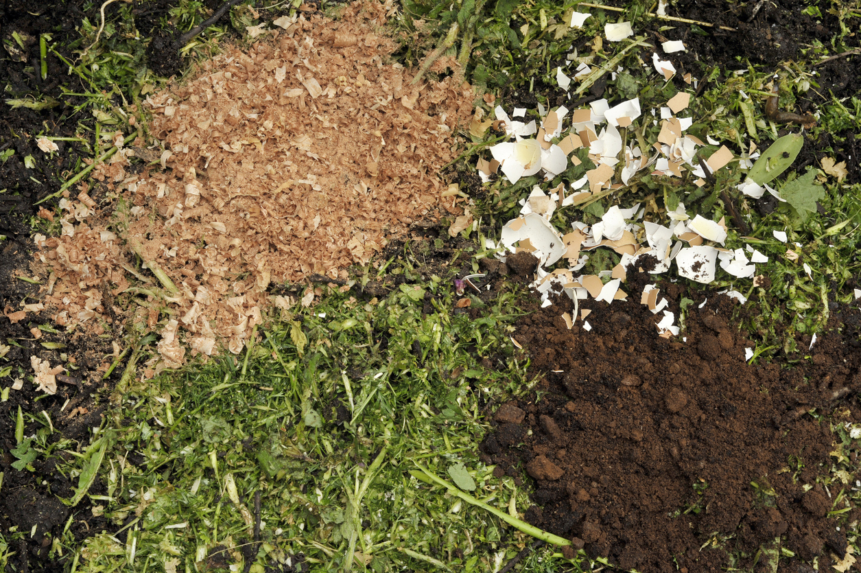 Recycling shredded green garden, wood shavings and household kitchen waste, egg shells and used coffee grounds on a garden compost heap.