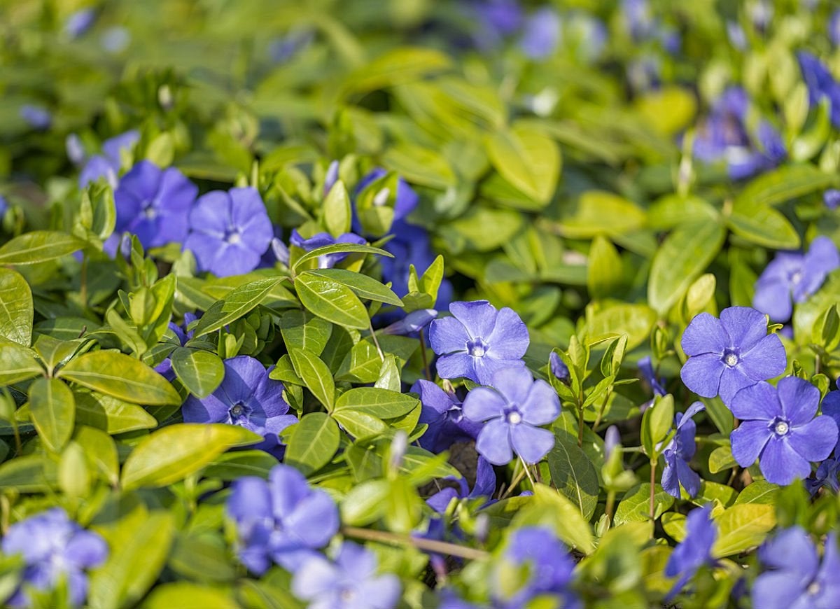 50 Plants That Thrive in Any Yard