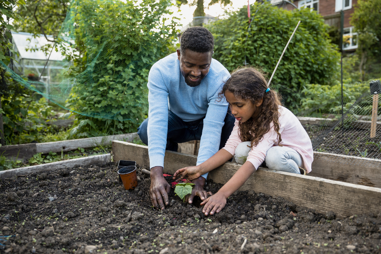 Un père et sa jeune fille qui apprend à jardiner dans le jardin familial. Son père l'encourage à planter des produits frais dans le sol. Elle la tapote pour qu'elle soit sûre de l'endroit où ces produits pousseront.