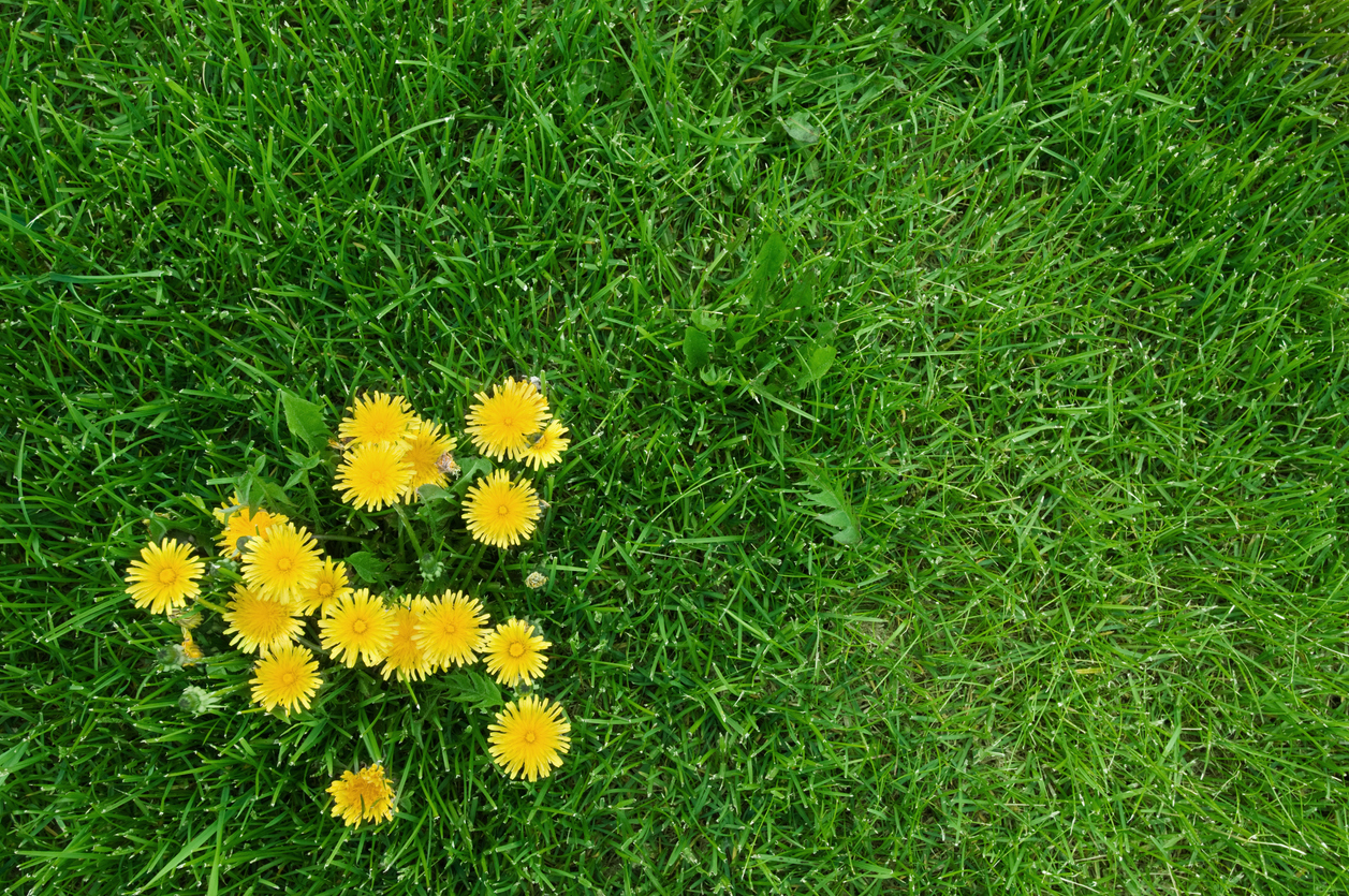 pelouse mauvaises herbes pissenlit dans l'herbe verte