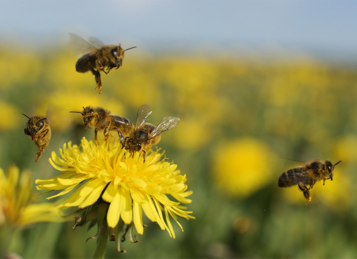 10 Ways to Make Your Garden More Bee-Friendly