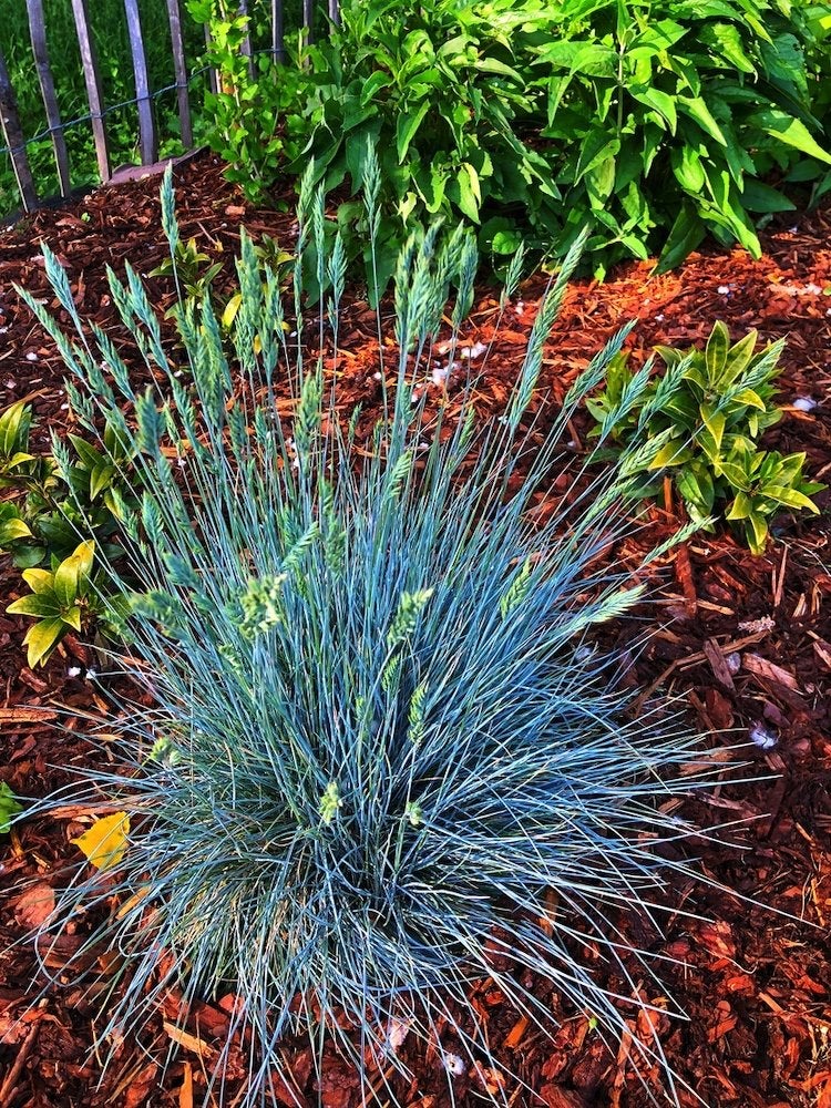 50 Plants That Thrive in Any Yard