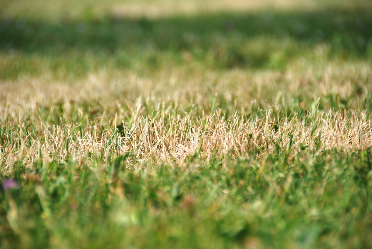 12 Ways to Predict the Weather by Watching Nature in Your Backyard - dry grass