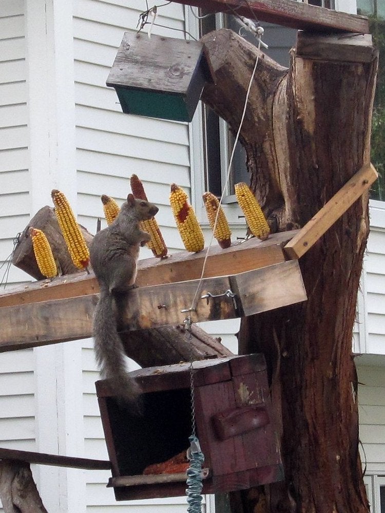 13 DIY Squirrel Feeder Ideas for Your Yard