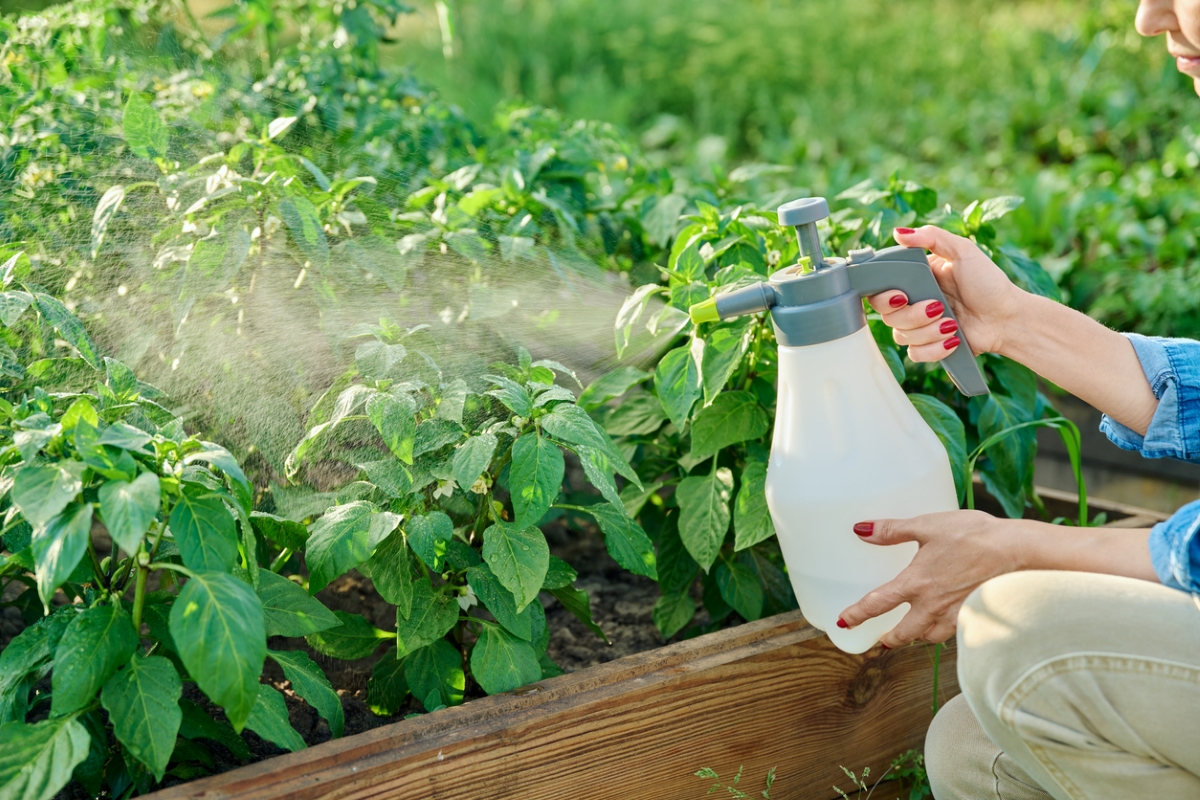 Spraying raised bed garden.