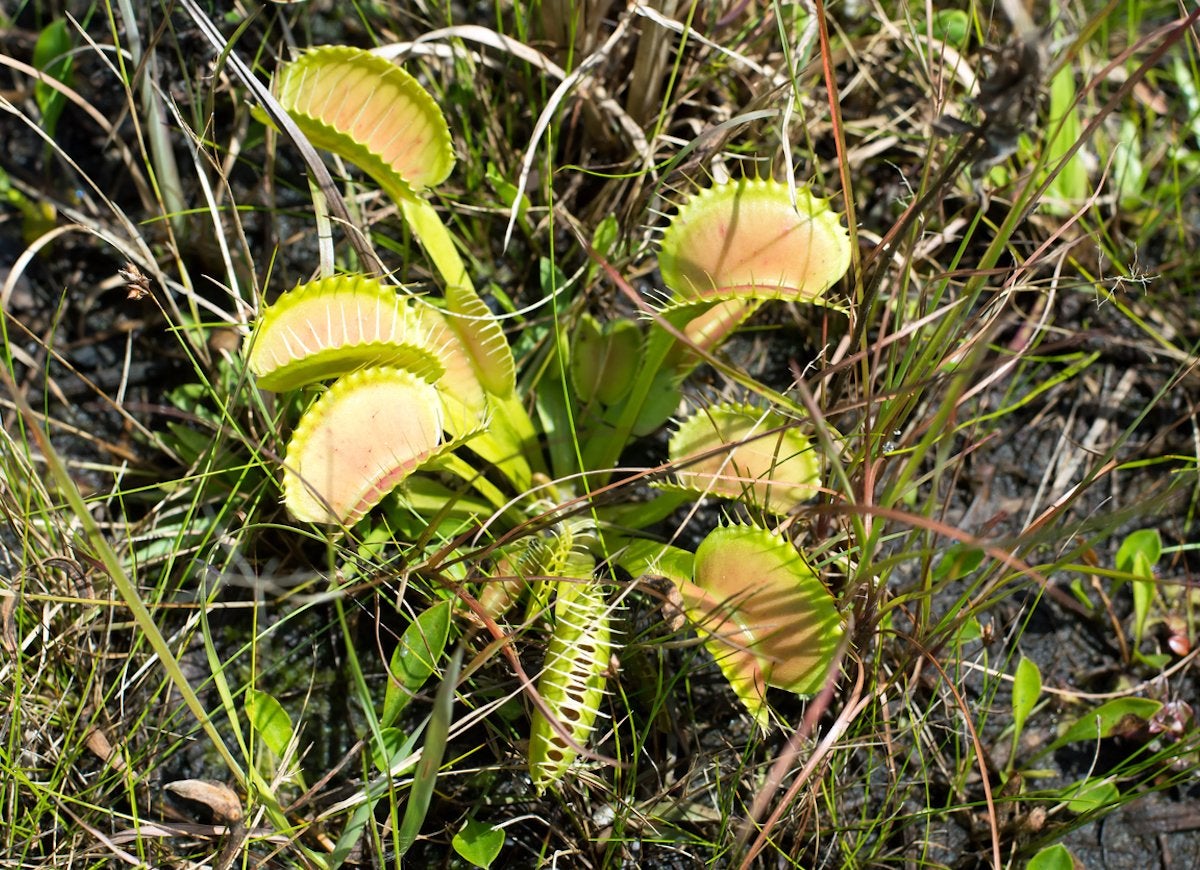 20 Places You Need to See If You Love Plants