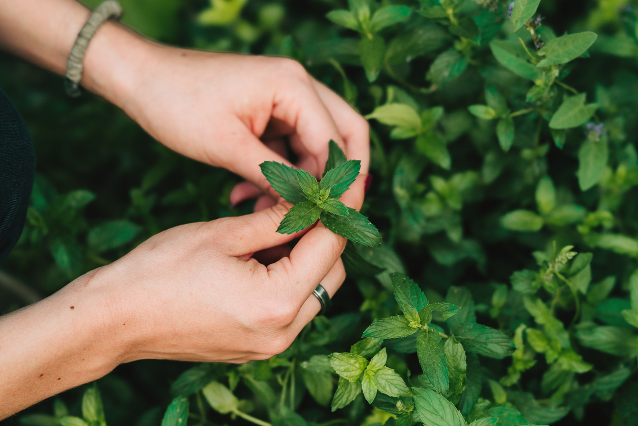 Essayez les parfums pour faire fuir les nuisibles de votre jardin