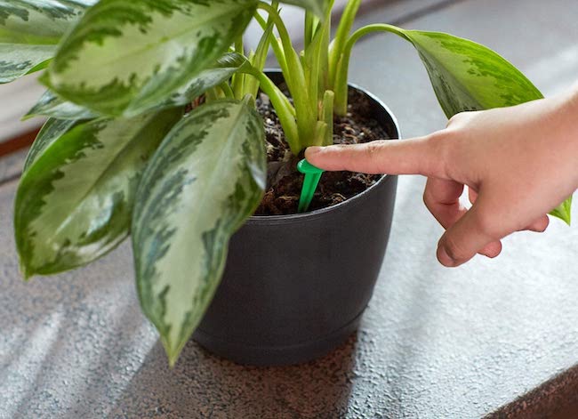 12 Handy Hacks for Lazy Houseplant Parents