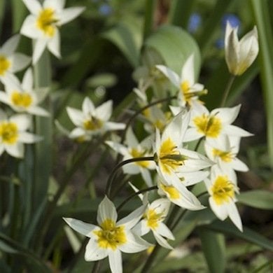 Botanical Tulips: Jewels of the Garden