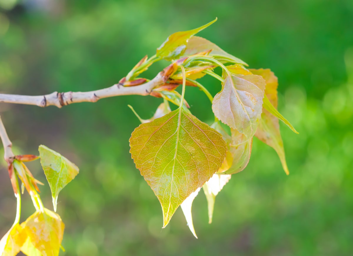 10 Fast-Growing Plants for (Almost) Instant Curb Appeal