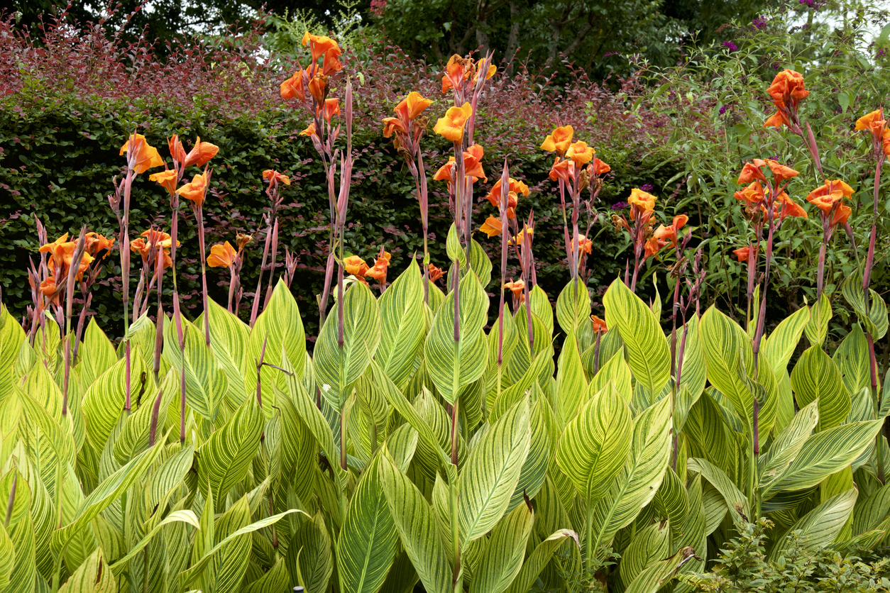 pond plants