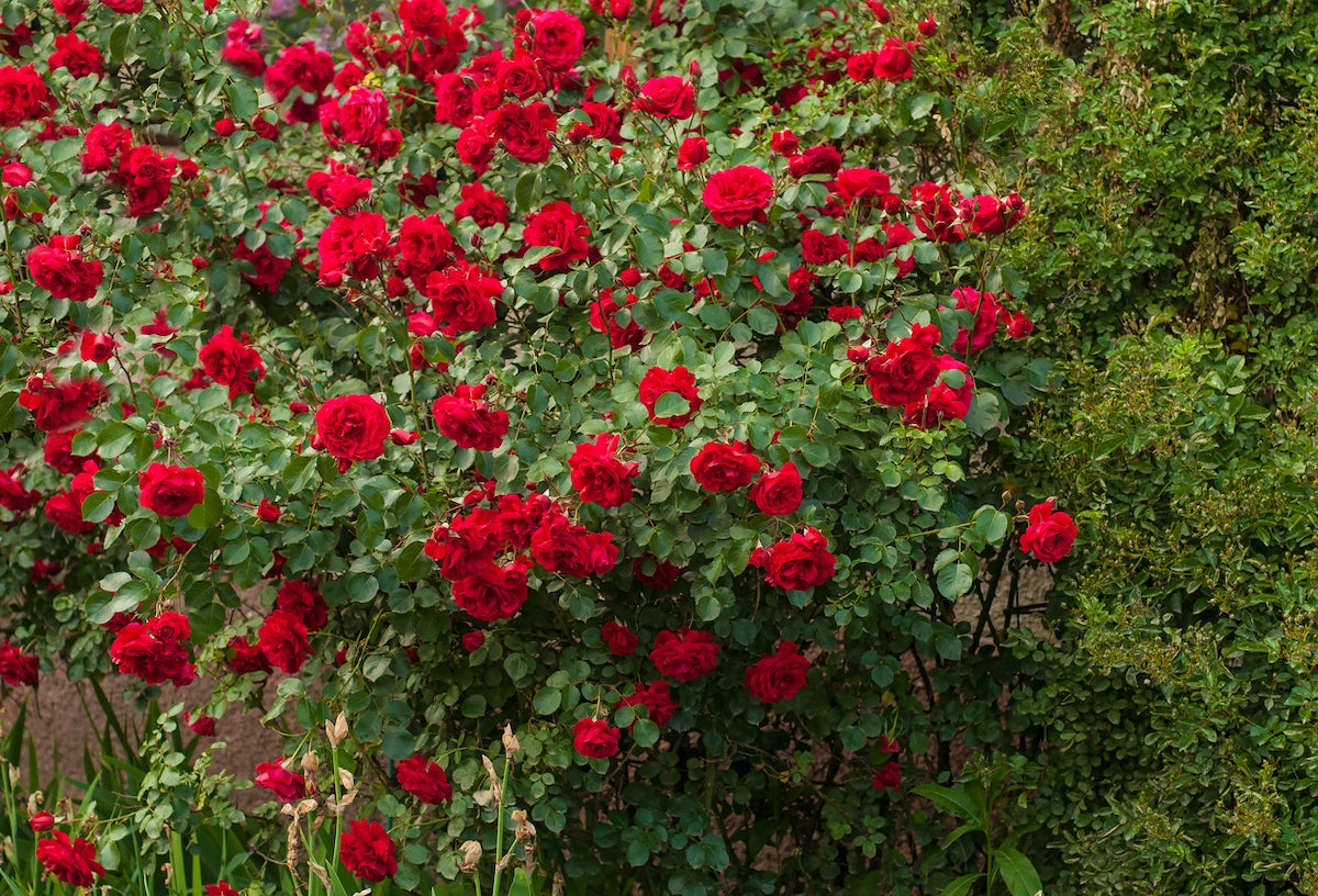 Un grand arbuste de rosiers rouges.