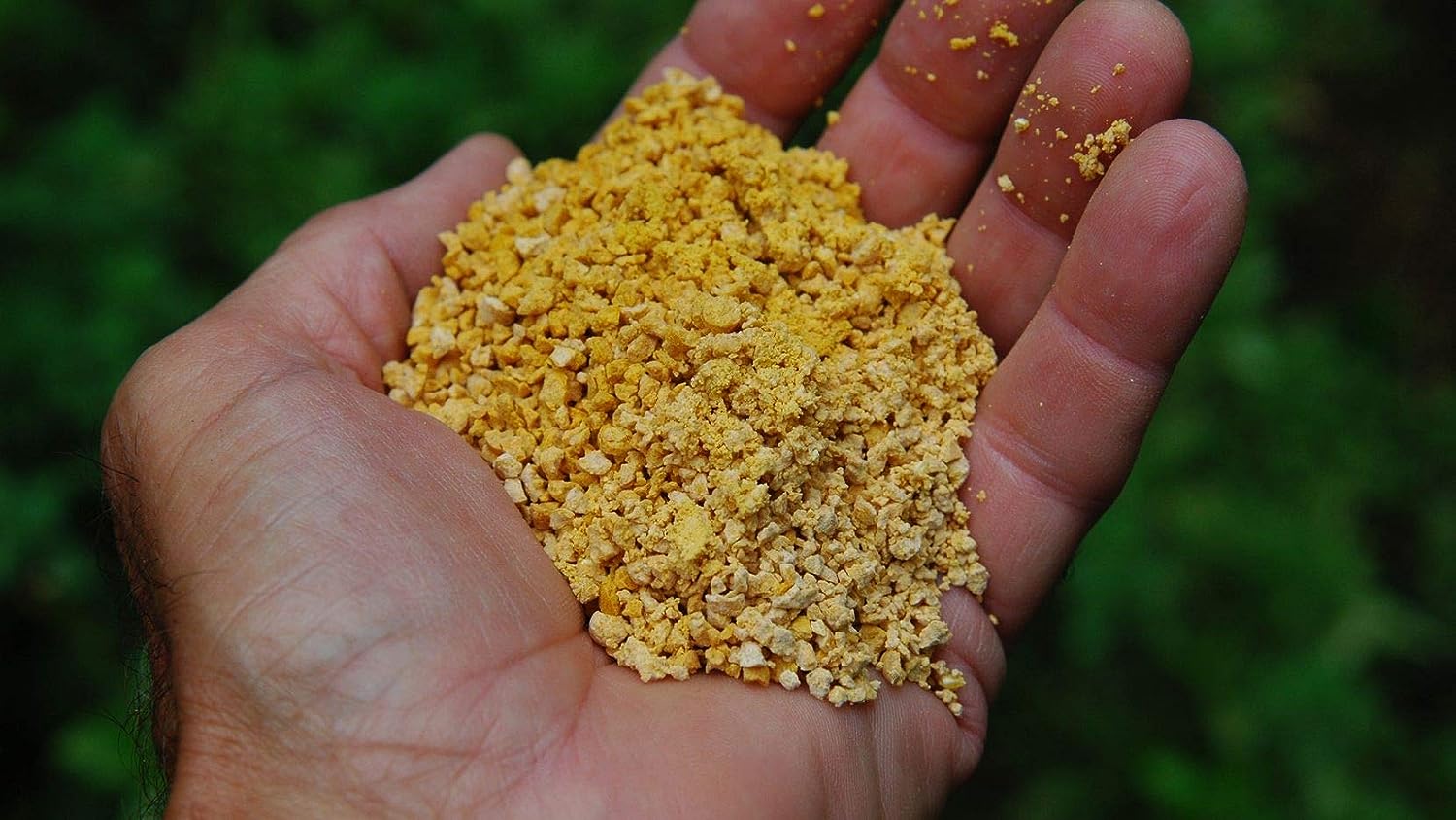 Close up of hand holding Corn Gluten Meal