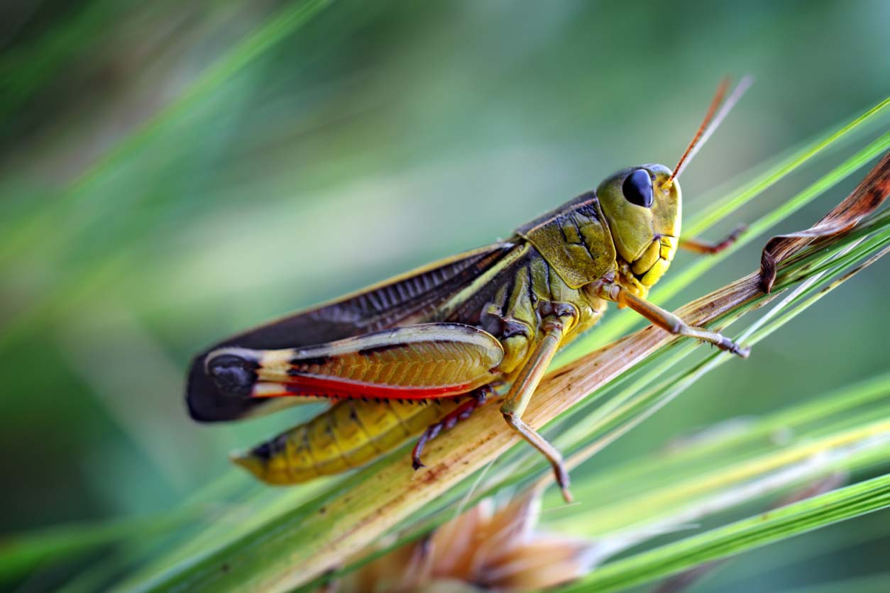 Cricket contre sauterelle