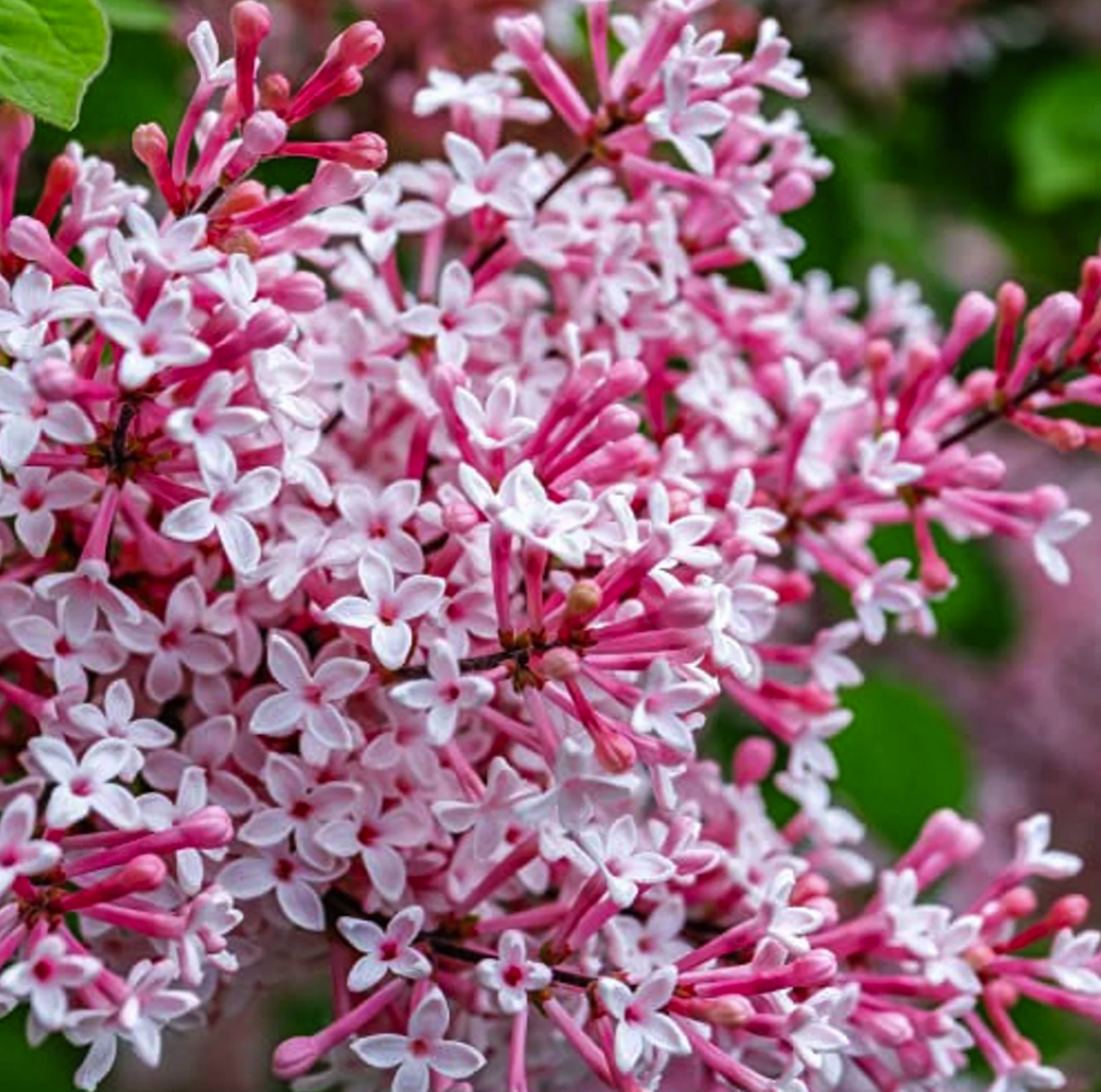 lilac varieties