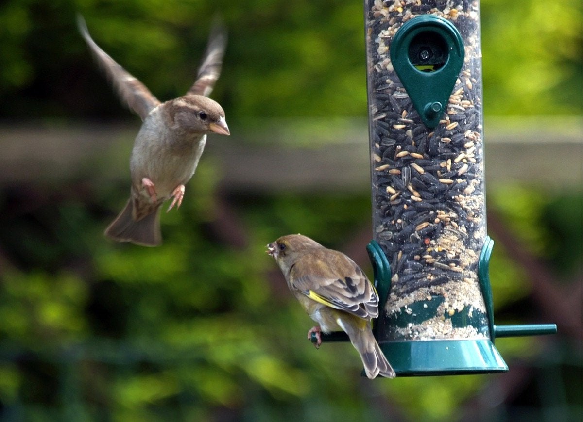 12 Ways to Be a Good Neighbor—to Your Backyard Wildlife