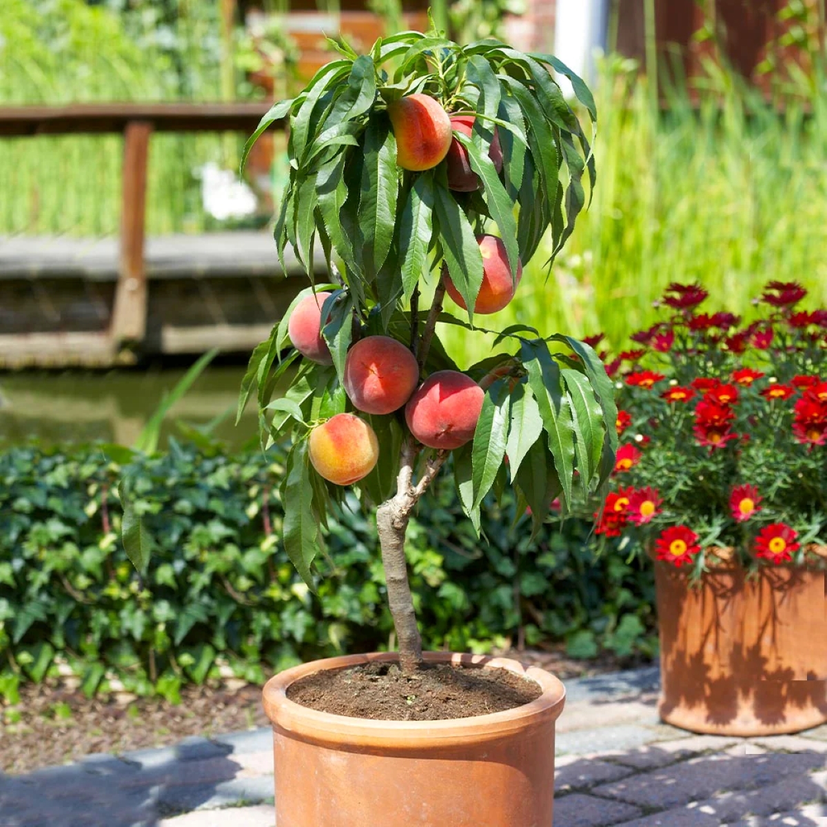 Arbre à pêches en pot