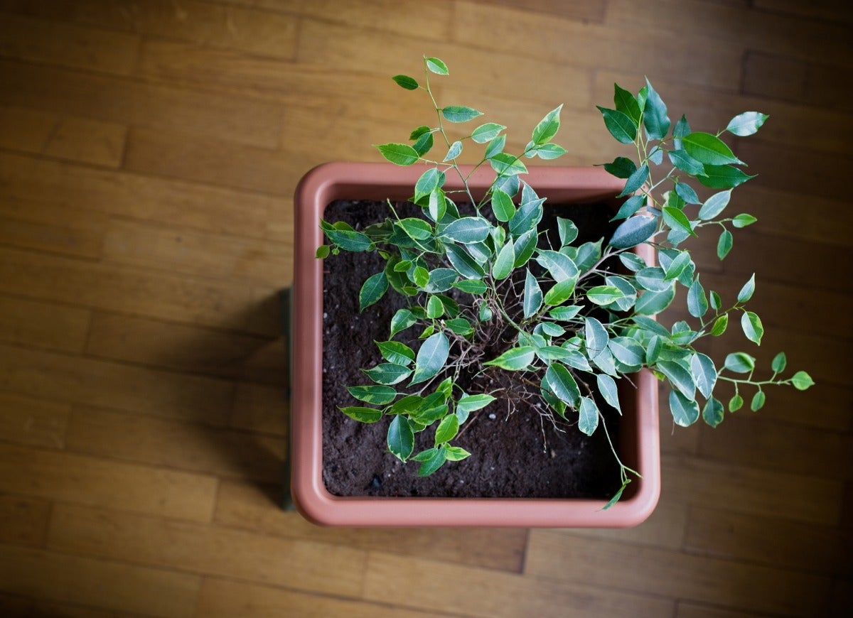 10 Trees That Tolerate Low Light Indoors