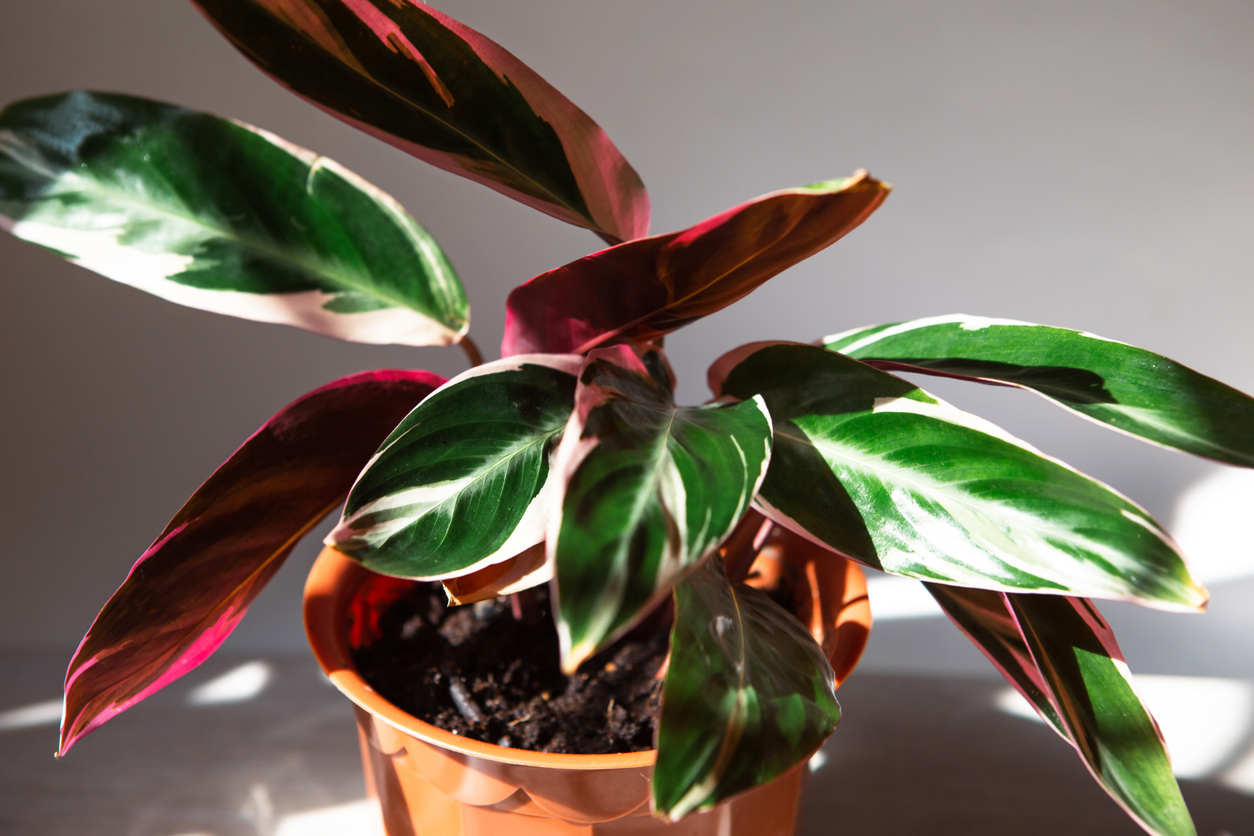 iStock-1387024610 plantes les plus difficiles à maintenir en vie Stromanthe Triostar Variété Tricolor gros plan d'une feuille sur un rebord de fenêtre en plein soleil