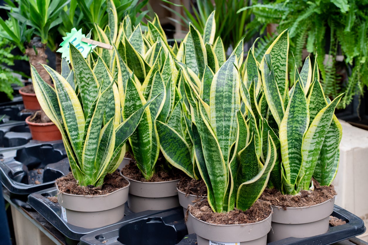 15 Snake Plant Varieties for Low-Maintenance Living Decor