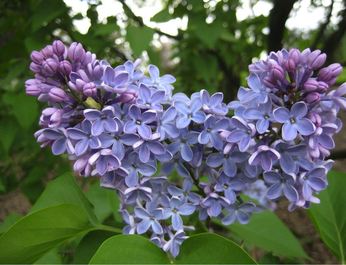 lilac varieties