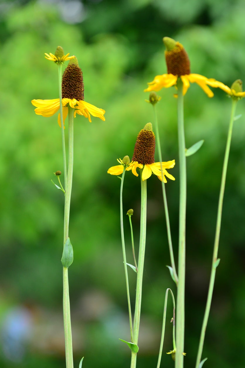 15 Plants That Attract Dragonflies