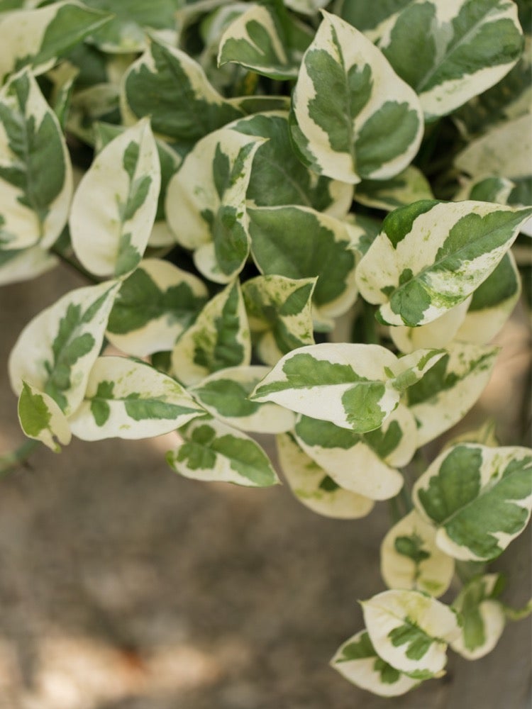 10 Pothos Varieties for Your Easy-Care Houseplant Collection