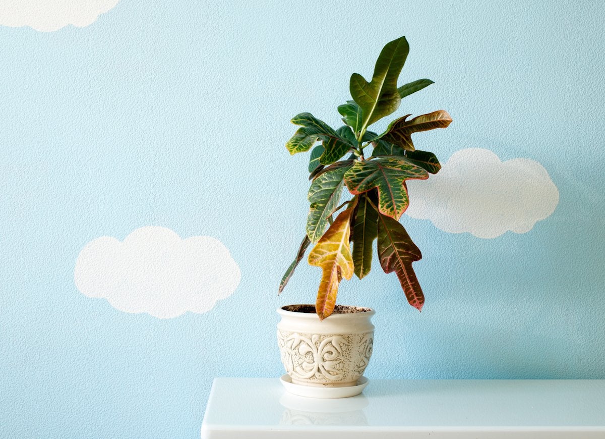 14 Symptoms of an Unhappy Houseplant (and How You Can Treat Them)