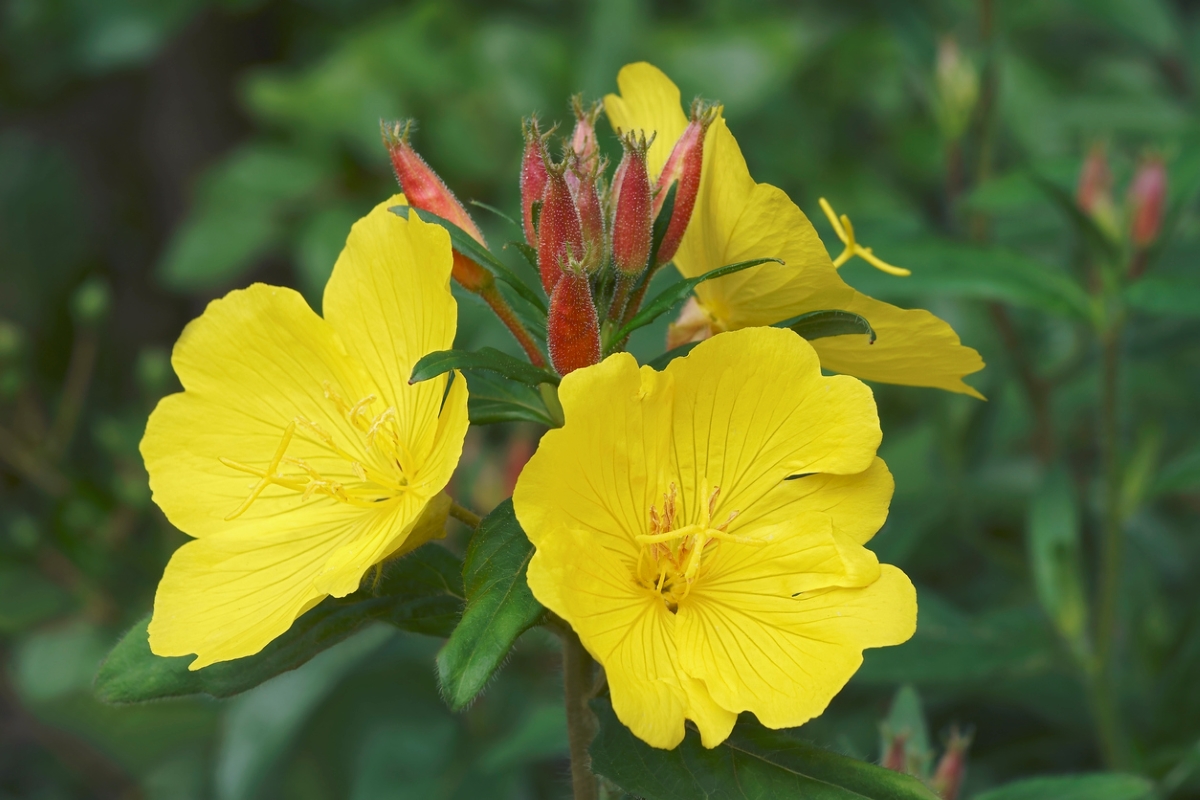 flowers that attract butterflies - evening primrose