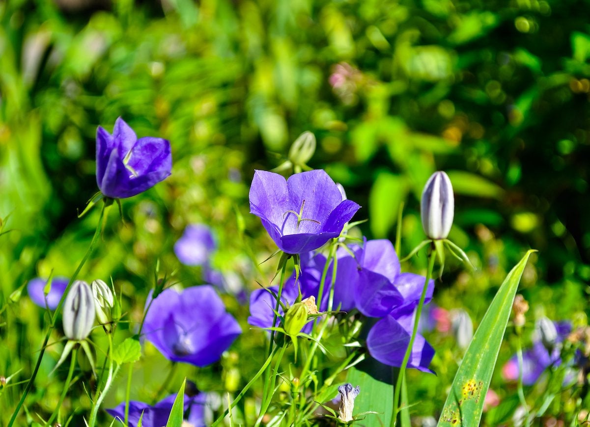 10 Times You Can Get Nature to Do Your Yard Work for You