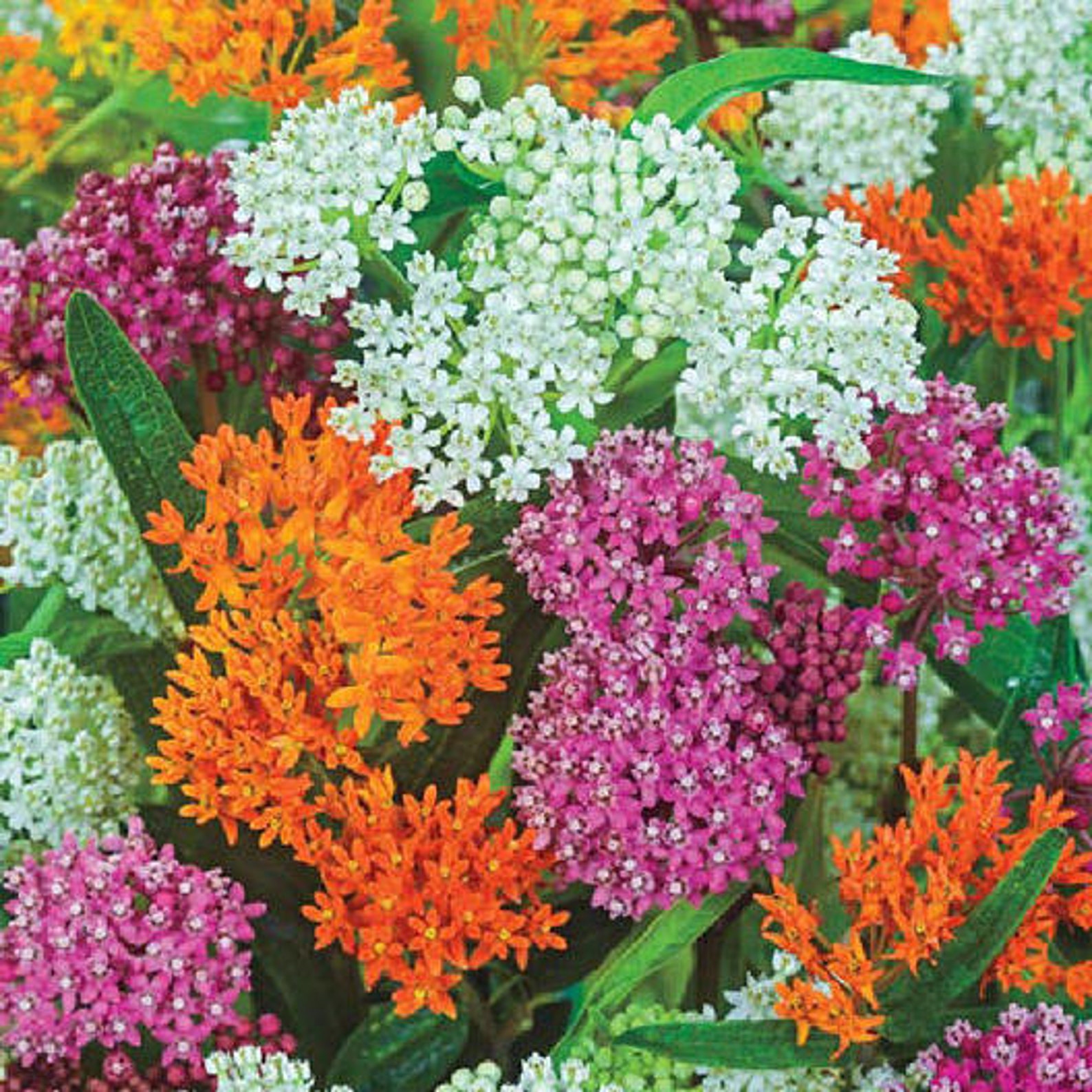 how to grow milkweed