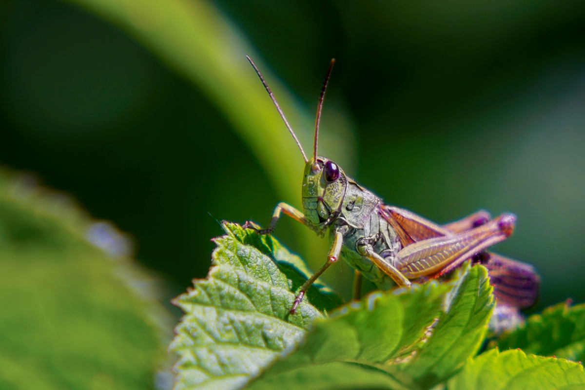 Sauterelle sur une feuille de plante