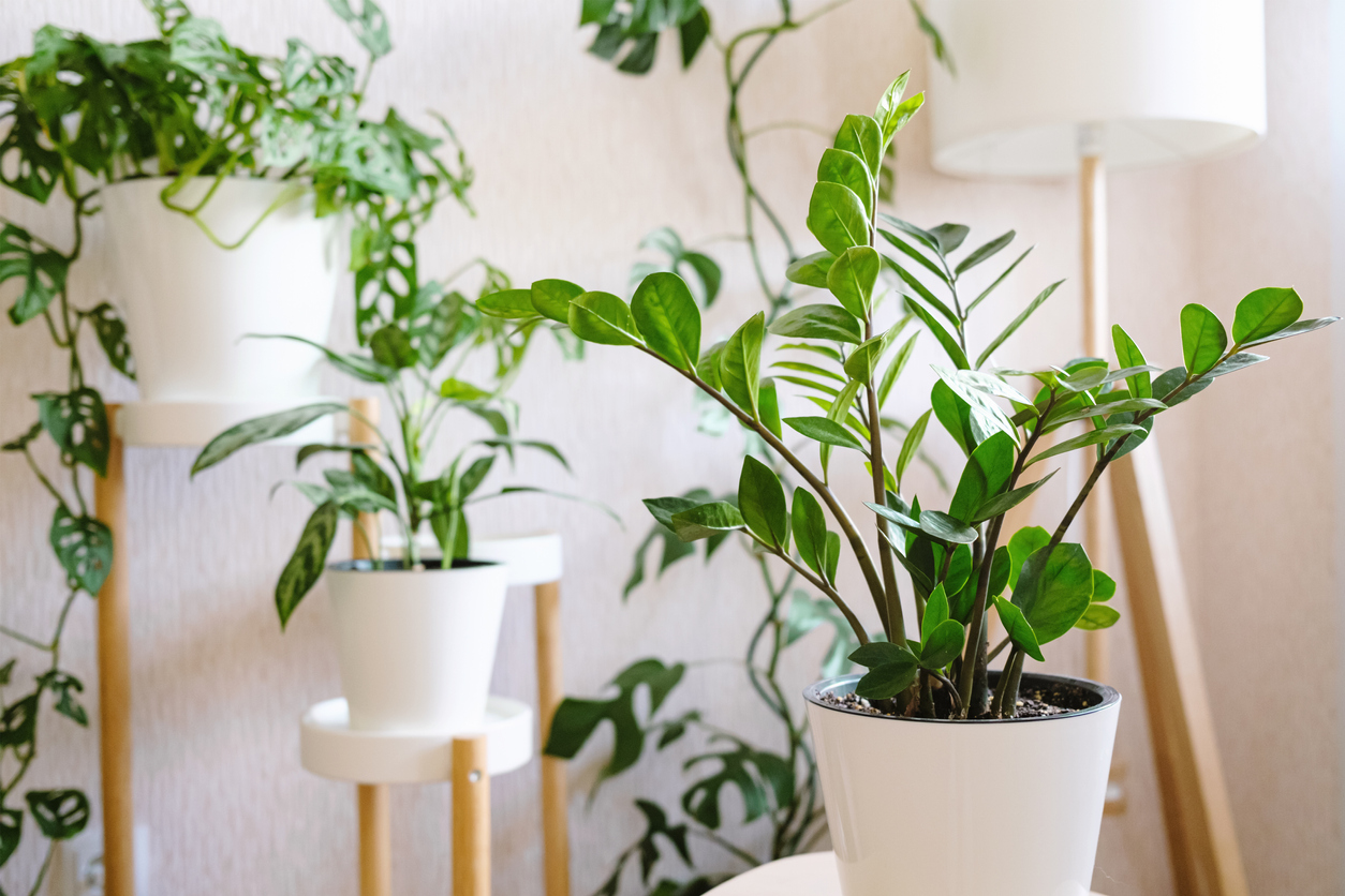 Plante Zamioculcas Zamiifolia ou ZZ dans un pot de fleurs blanc sur un support en bois pour fleurs dans le salon, avec en toile de fond de nombreuses plantes d'intérieur. Concept d'entretien des plantes d'intérieur.