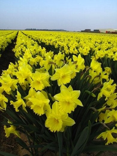 9 Daffodils to Cheer Up Your Garden