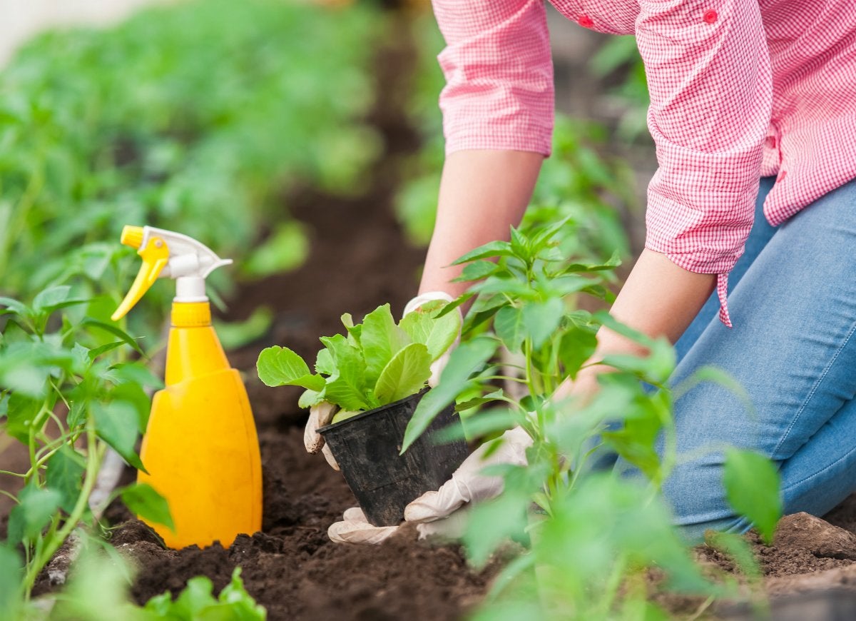 11 Age-Old Gardening Tips to Ignore Completely