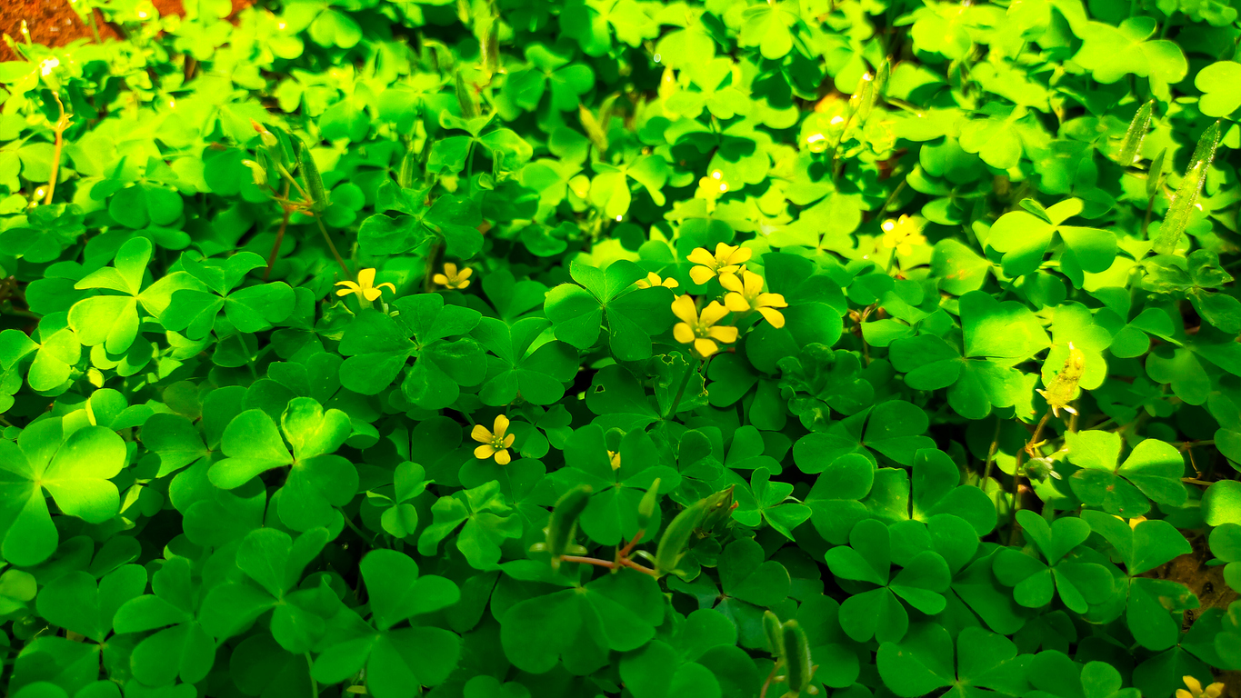 close overhead view of wood sorrel